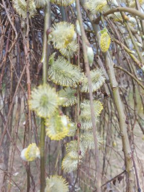 flowering pussy willow branch - stock illustration