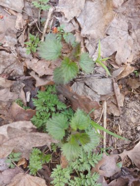 Kuru yaprakların arkaplanı - stok çizimi