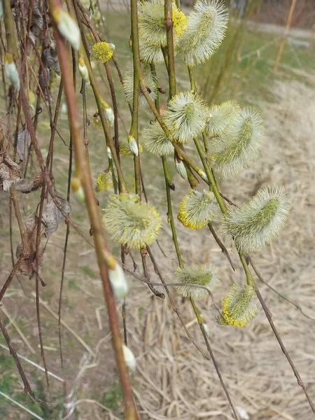 flowering pussy willow branch - stock illustration