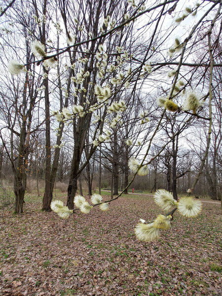 Цветущая киска ивовая ветвь - иллюстрация на складе