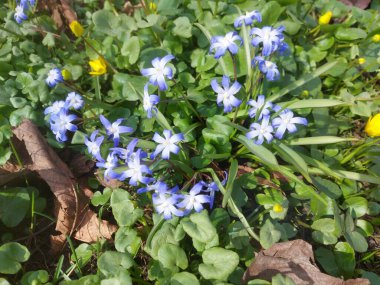 Çiçek açan bir odun ormandaki bir açıklık