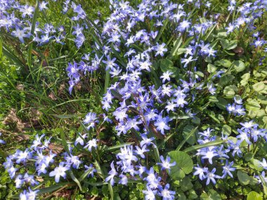 Çiçek açan bir odun ormandaki bir açıklık