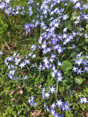 Çiçek açan bir odun ormandaki bir açıklık