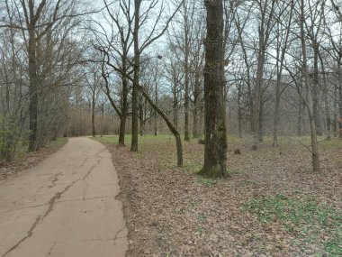 Bahar Ormanı - Stok çizimi