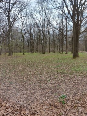 Bahar Ormanı - Stok çizimi