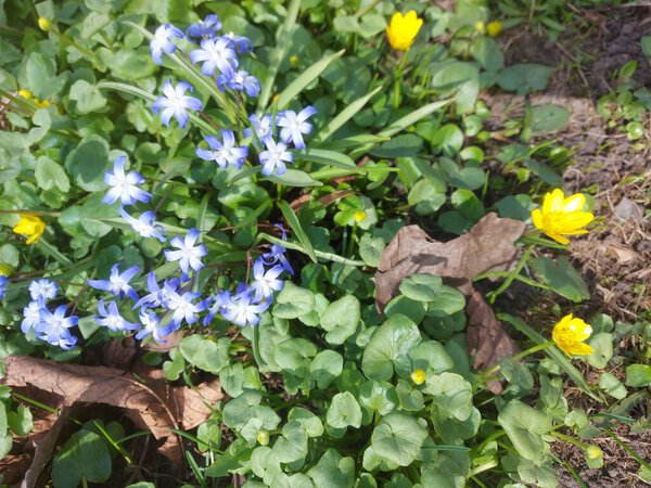 flowering woodsin a clearing in the forest