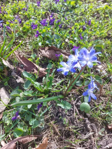 Çiçek Açan Bir Odun Ormandaki Bir Açıklık — Stok fotoğraf