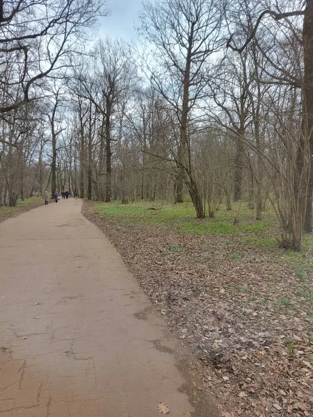 Bahar Ormanı - Stok çizimi