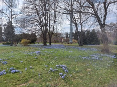 Moskova 'daki botanik bahçesinde ilkbahar