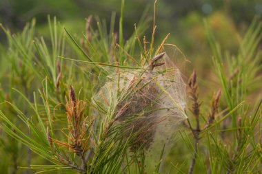 Bir çam ağacının dallarında bir çam yuvasına yakın