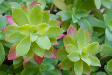 Pembe ya da mor yapraklı iki yeşil aeonyum çiçeğinin yakın çekimi.