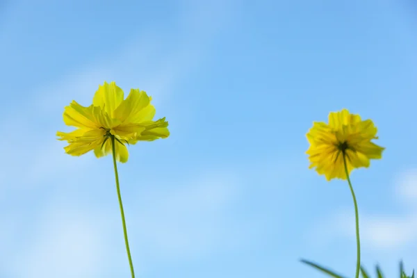 明るい黄色のマリーゴールドの花 — ストック写真