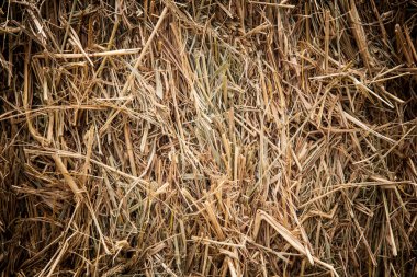 kahverengi pirinç saman