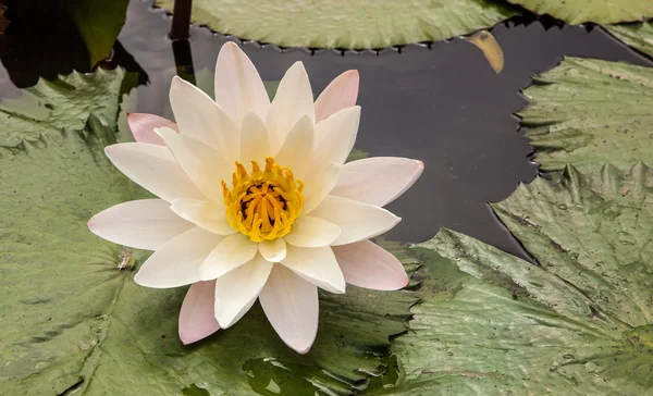 单个白莲花 — 图库照片