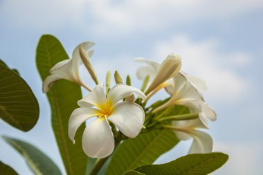 Beyaz frangipani güzel taze