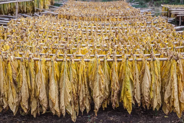 Tobacco hanging to dry — Stock Photo, Image