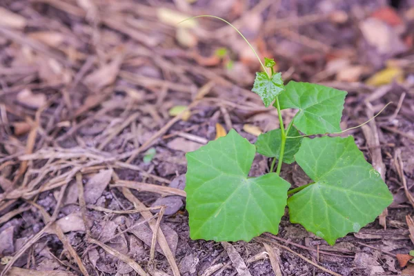 Ivy kabak fidan sebze — Stok fotoğraf