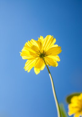 Sarı cosmos çiçek