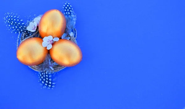 Gouden Paaseieren Een Nest Met Veren Een Blauwe Achtergrond Kopieerruimte — Stockfoto