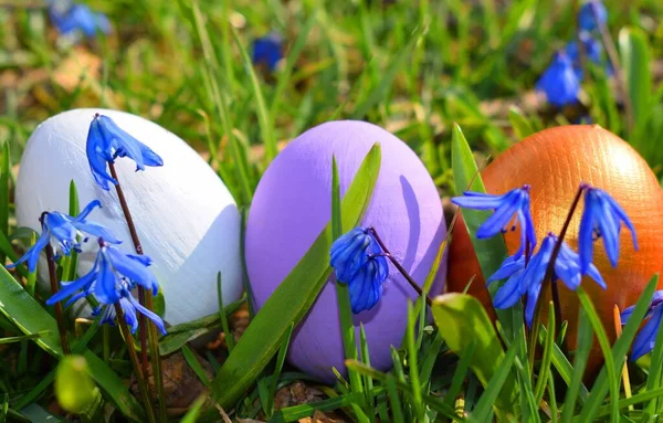 Huevos Pascua Con Scilla —  Fotos de Stock