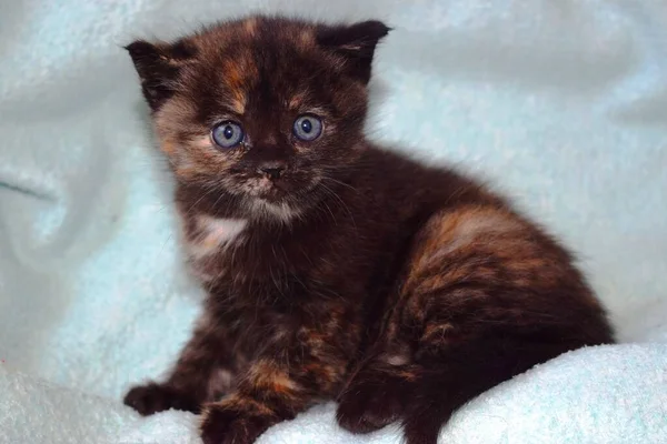 Kleine Schöne Kätzchen Mit Blauen Augen — Stockfoto