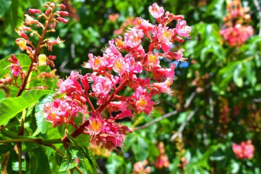 Kırmızı at kestanesi orta büyüklükte bir ağaçtır. Kırmızı kestane ile at kestanesi arasında yapay bir melezdir.