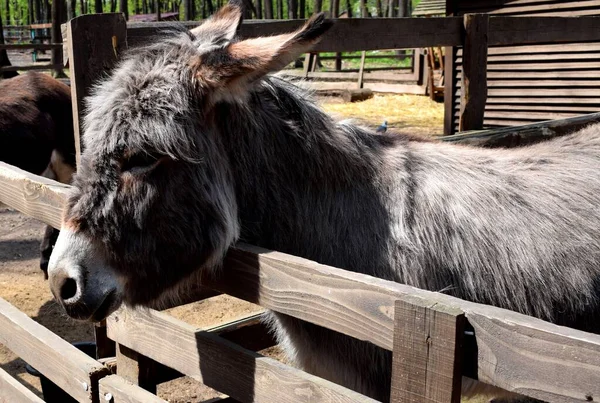 Portrait Bround Donkey — Stok fotoğraf