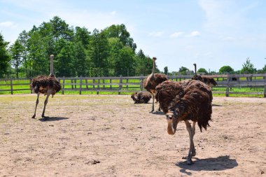 Devekuşu, Afrika 'ya özgü büyük, uçamayan kuşlardır.