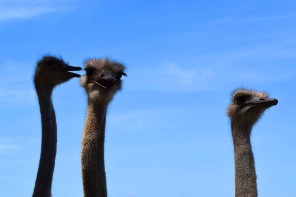 Pštros Velký Nelétající Ptáci Původem Afriky — Stock fotografie