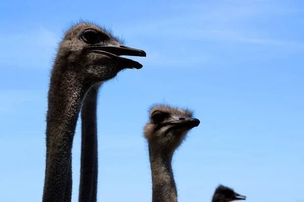 Devekuşu Afrika Özgü Büyük Uçamayan Kuşlardır — Stok fotoğraf