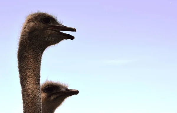 Στρουθοκάμηλος Είναι Μεγάλα Πουλιά Χωρίς Πτήση Ενδημικά Στην Αφρική — Φωτογραφία Αρχείου