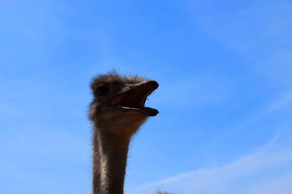 Der Strauß Ist Ein Großer Flugunfähiger Vogel Aus Afrika — Stockfoto