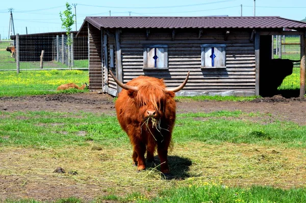 Highland Egy Skót Fajta Rusztikus Szarvasmarha Hosszú Szarvak Egy Hosszú — Stock Fotó