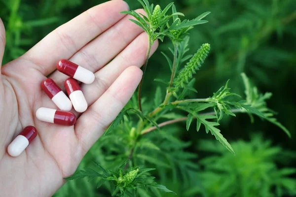 The girl in her hand holds capsules from allergies on the background of ragweed. Ambrosia allergy concept.