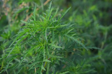 Ambrosia artemisiifolia yaygın bir istilacı türdür ve zararlı bir ot haline gelebilir.