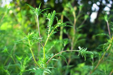 Ambrosia artemisiifolia yaygın bir istilacı türdür ve zararlı bir ot haline gelebilir.
