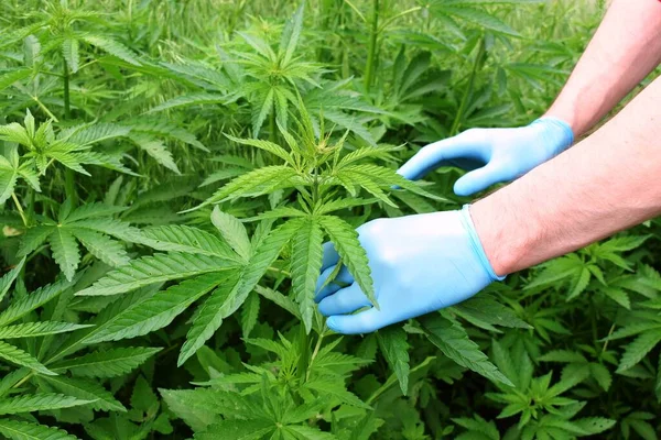 Científico Estudia Cannabis Con Fines Médicos — Foto de Stock
