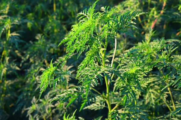 Ragweed Comune Ambrosia Artemisiifolia Una Specie Invasiva Diffusa Può Diventare — Foto Stock