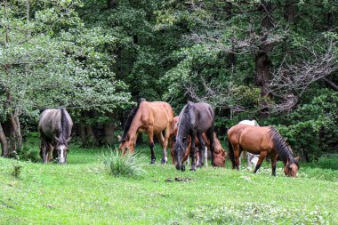 Bir çayırda otlayan at sürüsü.