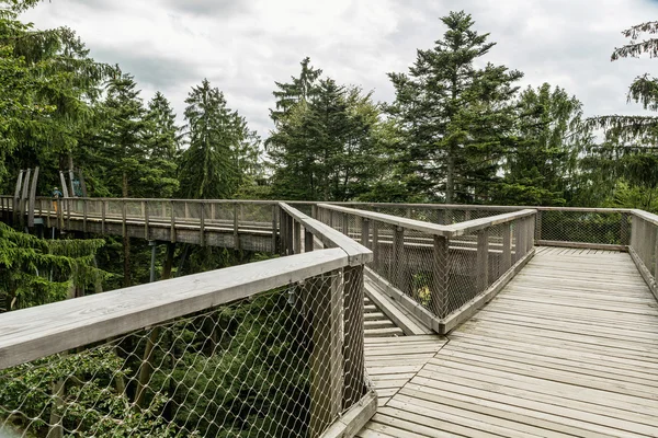 Neuschonau - midden in het Nationaal Park - Tree Top lopen — Stockfoto