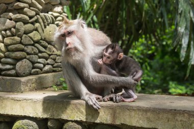 Hint şebeği ile bebek, Ubud, kaipa orman, Hint maymunlar.
