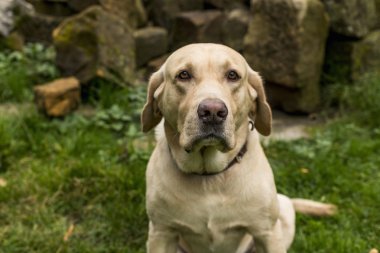 golden retriever diğer çim