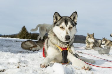 Husky. Karda yarış sonra yalan Sibirya husky köpek yarış