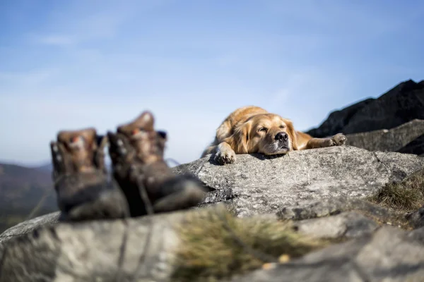 El golden retriever descansa en la roca y Boots en una roca —  Fotos de Stock