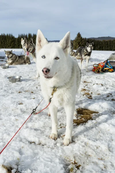 Husky. Carreras perro husky siberiano tumbado en la nieve después de las carreras —  Fotos de Stock