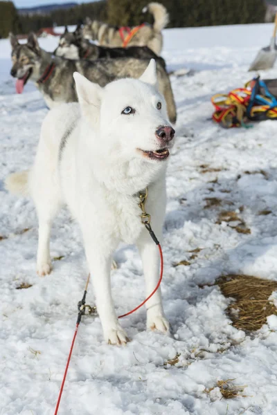 Husky. Carreras perro husky siberiano tumbado en la nieve después de las carreras —  Fotos de Stock