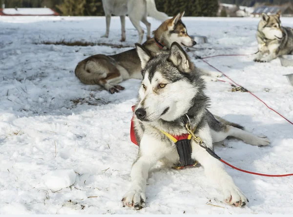 Husky. Carreras perro husky siberiano tumbado en la nieve después de las carreras —  Fotos de Stock