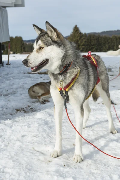 Husky. Carreras perro husky siberiano tumbado en la nieve después de las carreras —  Fotos de Stock