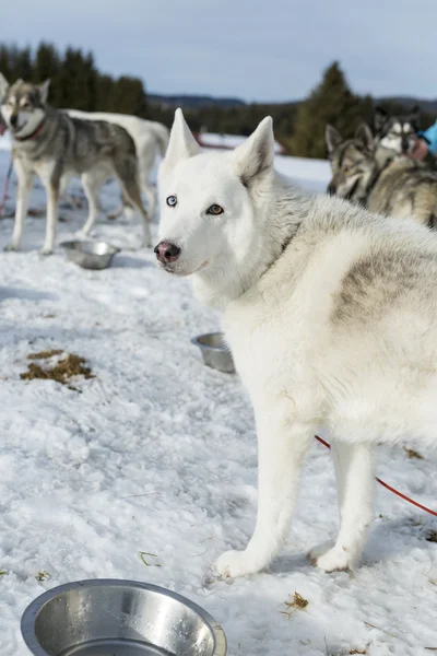 Husky. Corrida siberiano cão husky deitado na neve após as corridas — Fotografia de Stock