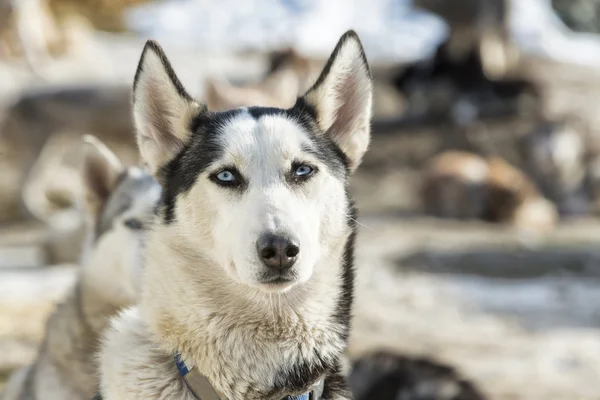 Husky im Winter auf Schnee — Stockfoto